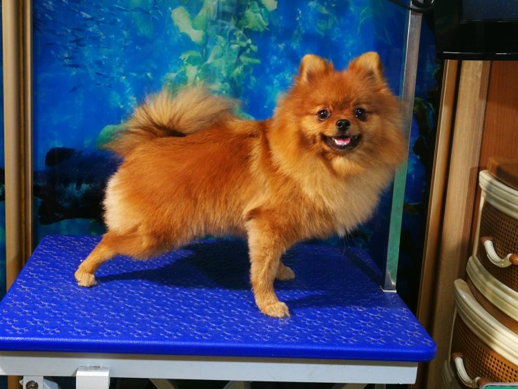 Лысый помиранскийшпитц