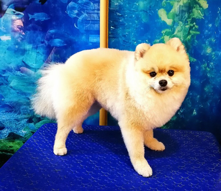 Карликовый шпиц стрижки