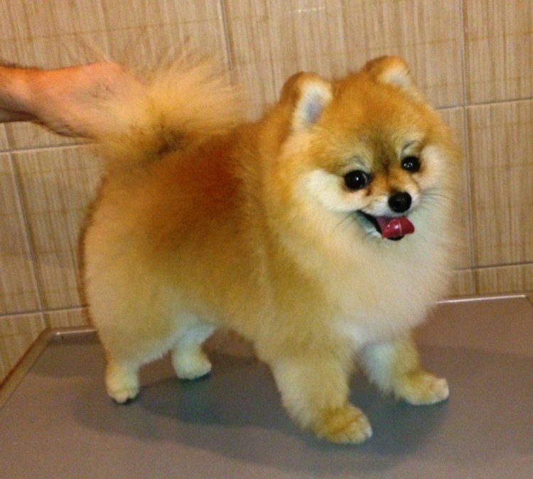 Стрижка для шпица лисичкой