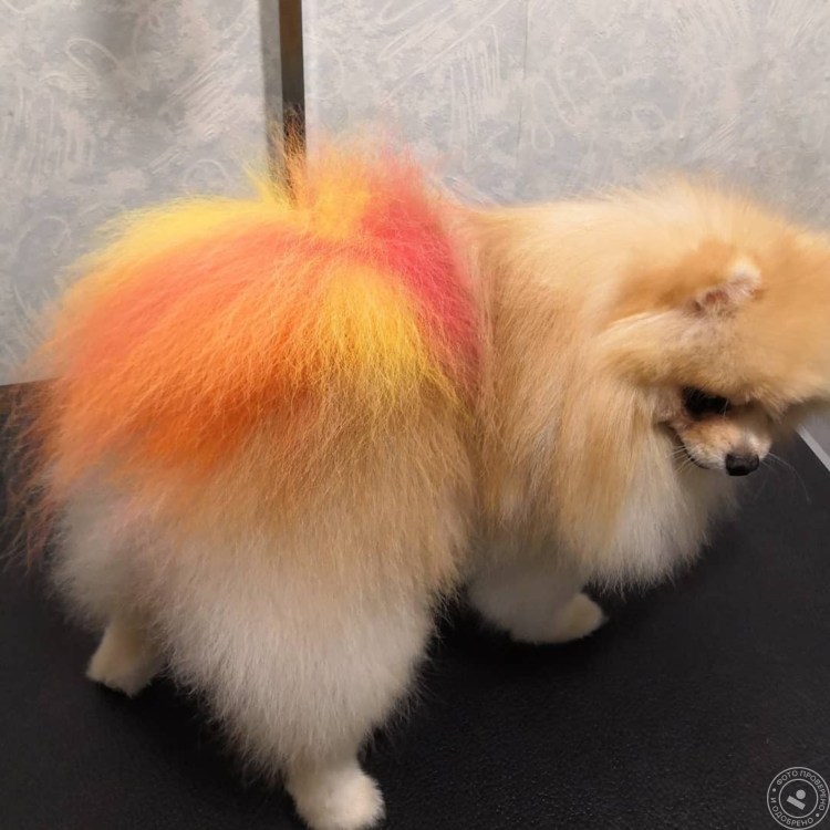 Карликовый шпиц стрижки