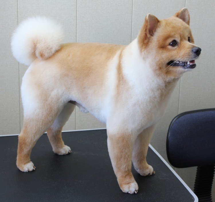 Лисий шпиц стрижка