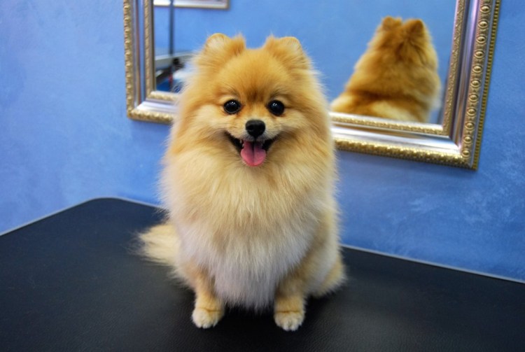 Стрижки шпица померанского Лисичка