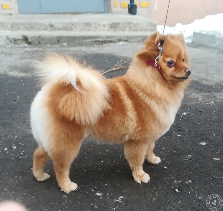 Немецкий шпиц подстрижка