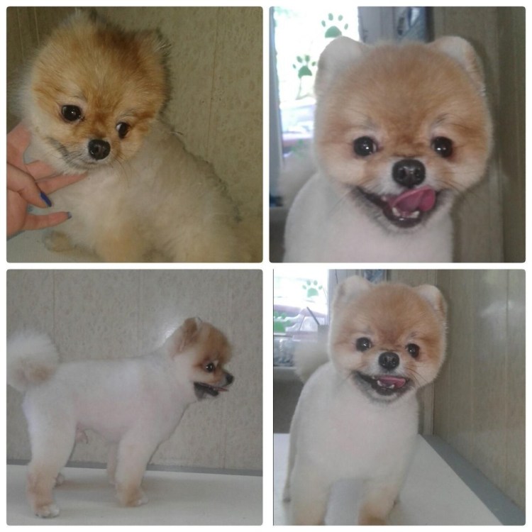 Лысый карликовый шпиц