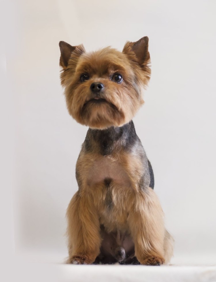 Терьер Йоркширский стриженный