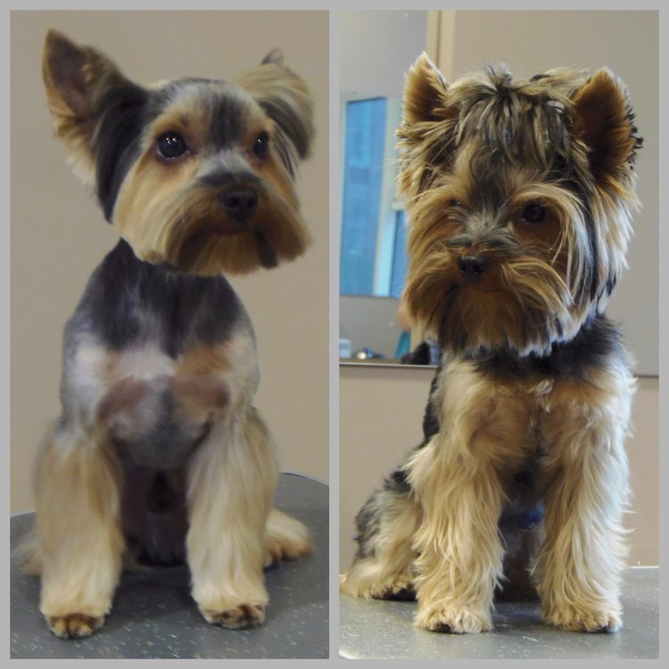 Йоркширский терьер стандарт стриженный