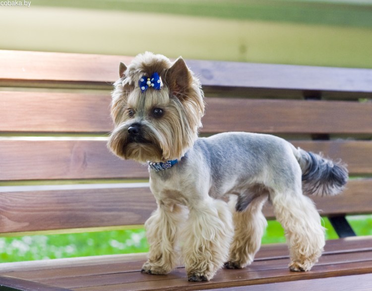 Йоркширский терьер стандарт стрижки