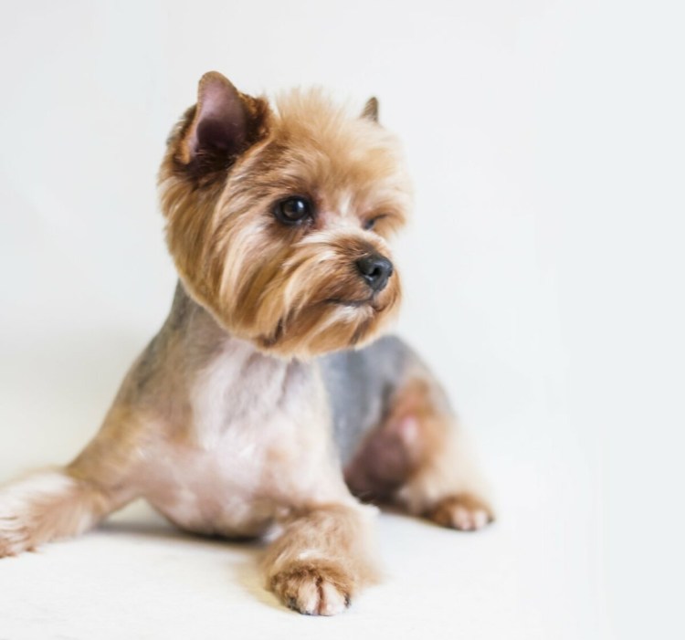 Лысый Йоркширский терьер