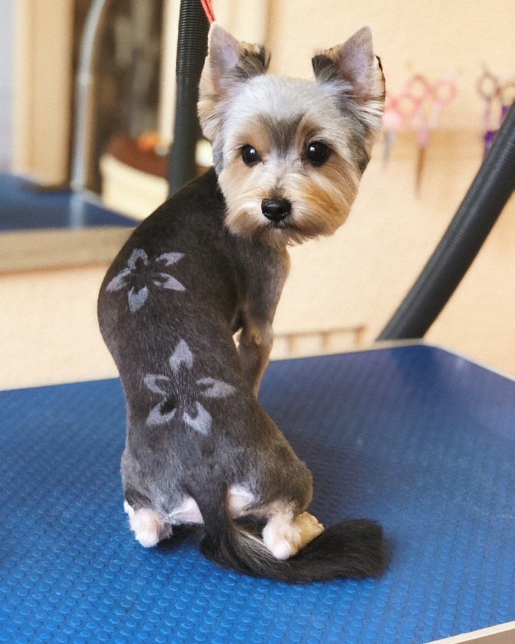 Щенячья стрижка Йорка