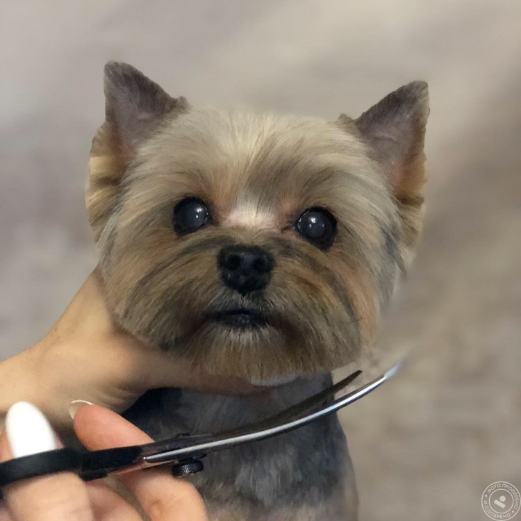 Стрижки йоркширского терьера мальчика