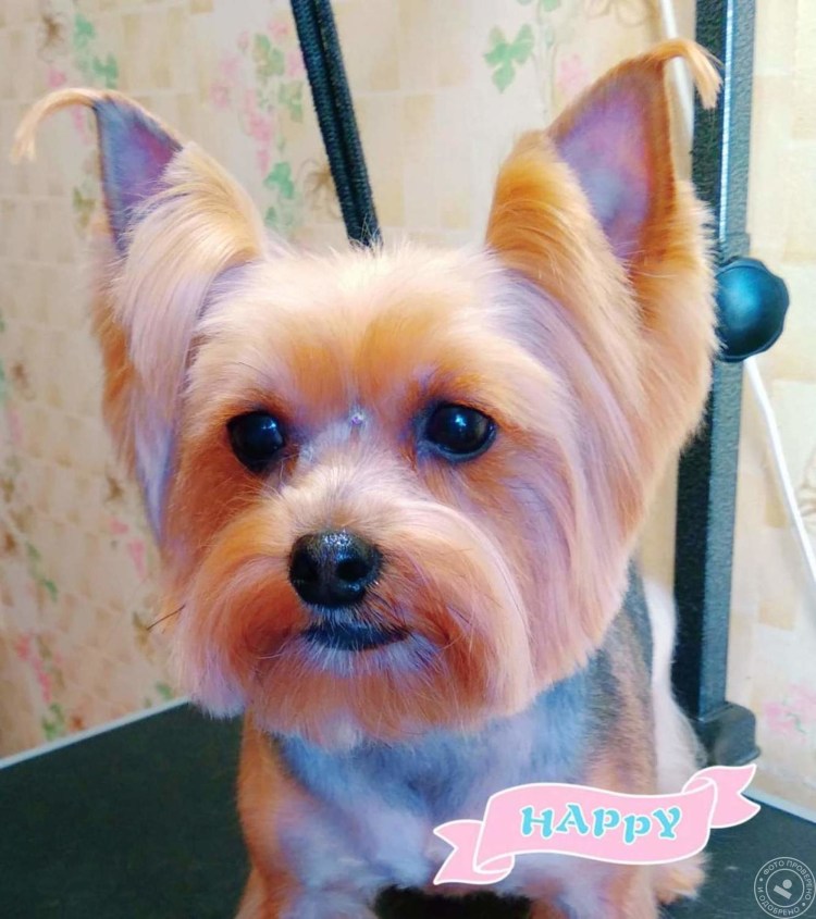 Стрижка Йорка