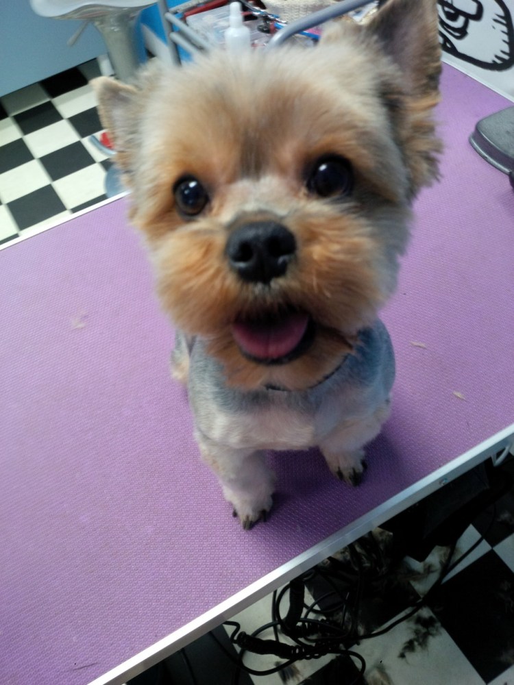 Стрижка корейка для йорков