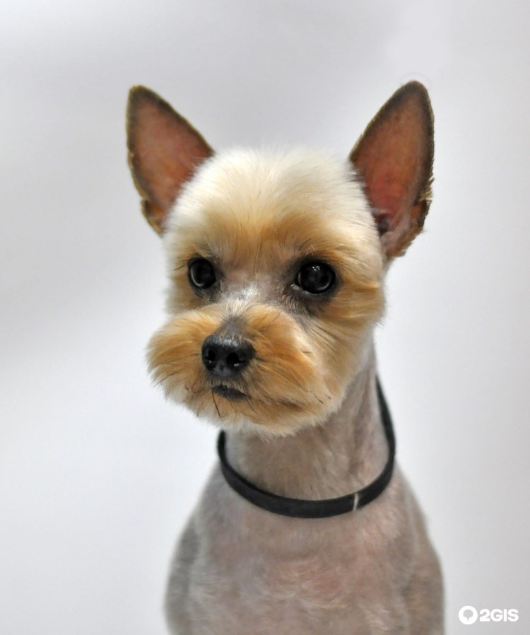 Терьер мини бесшерстный