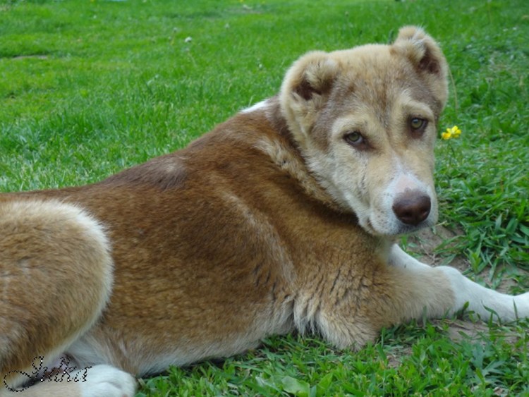Аборигенная Среднеазиатская овчарка
