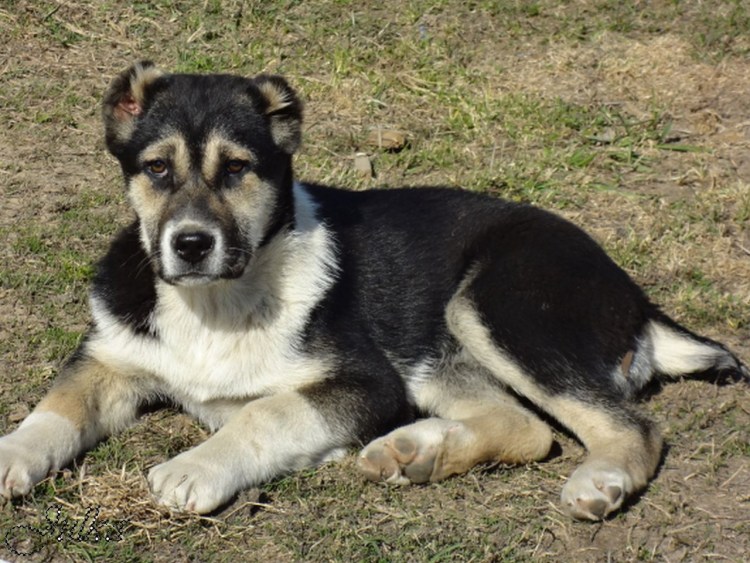 Аборигенные собаки Таджикистана