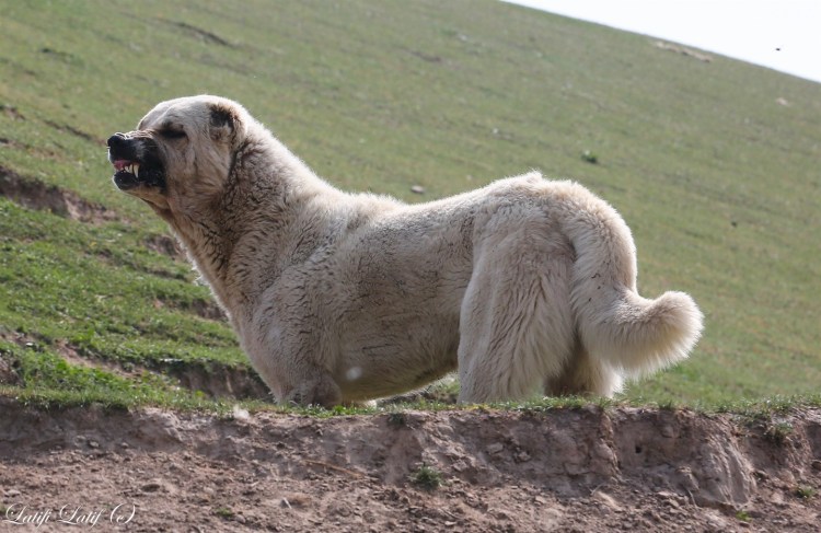 Среднеазиатская овчарка пастух