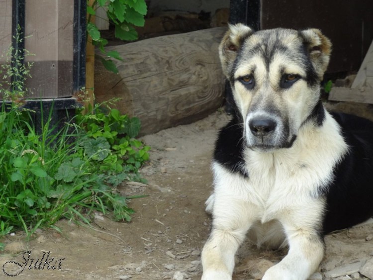 Турецкий алабай