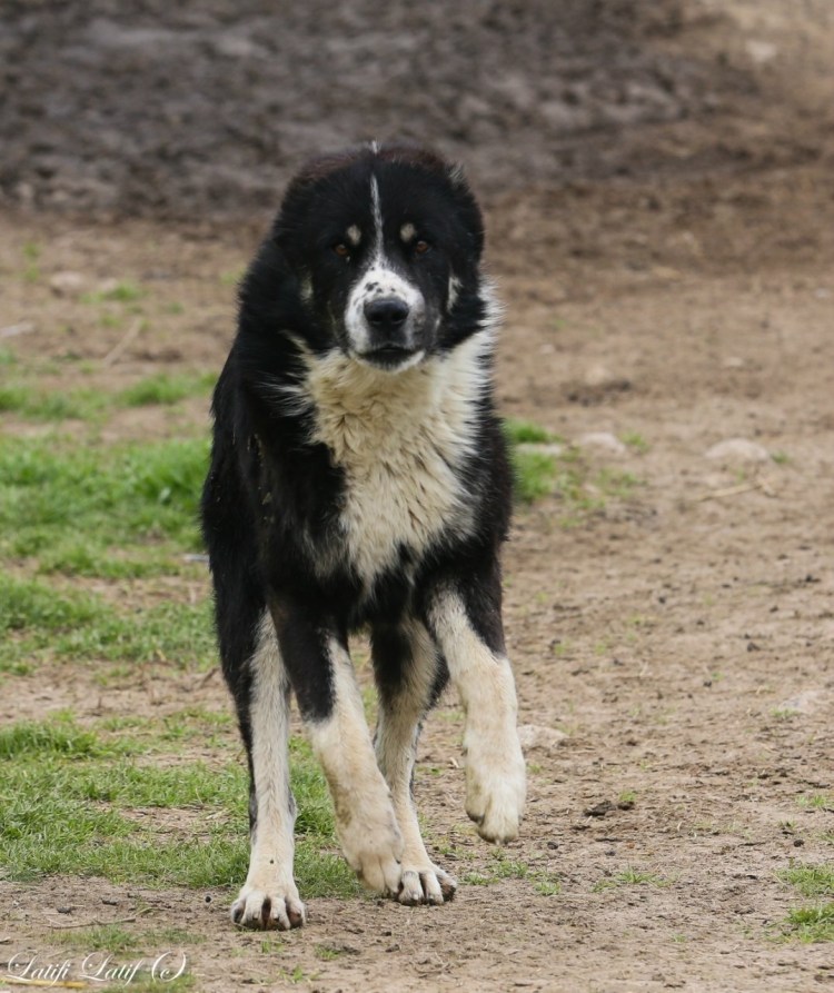 Таджикская Горная собака