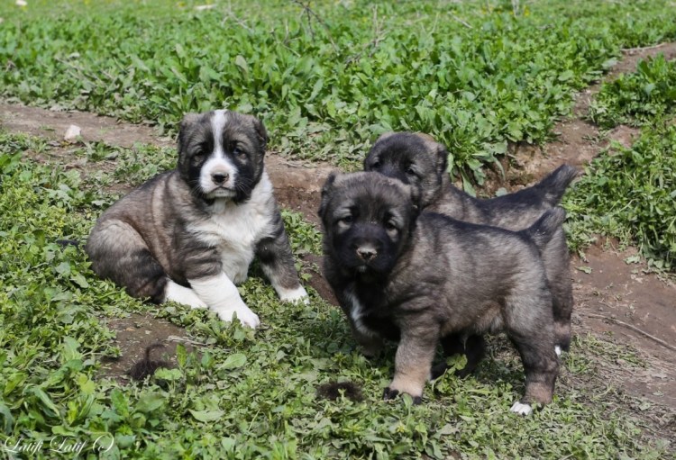 Аборигенные собаки Таджикистана пастушьи