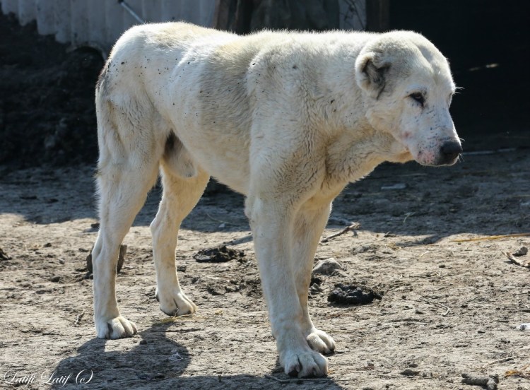Таджикистанский волкодав