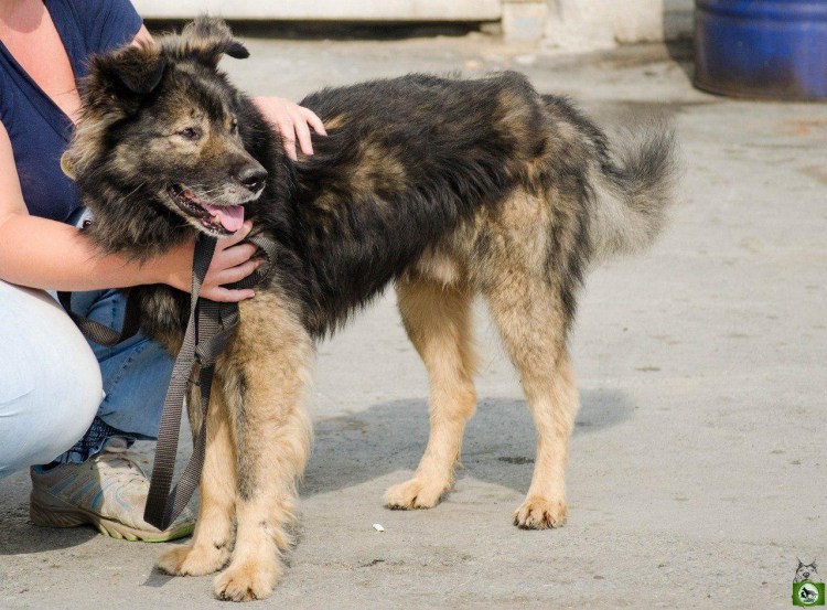 Таджикская овчарка черная