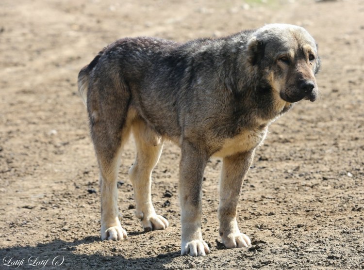 Восточно азиатская овчарка алабай