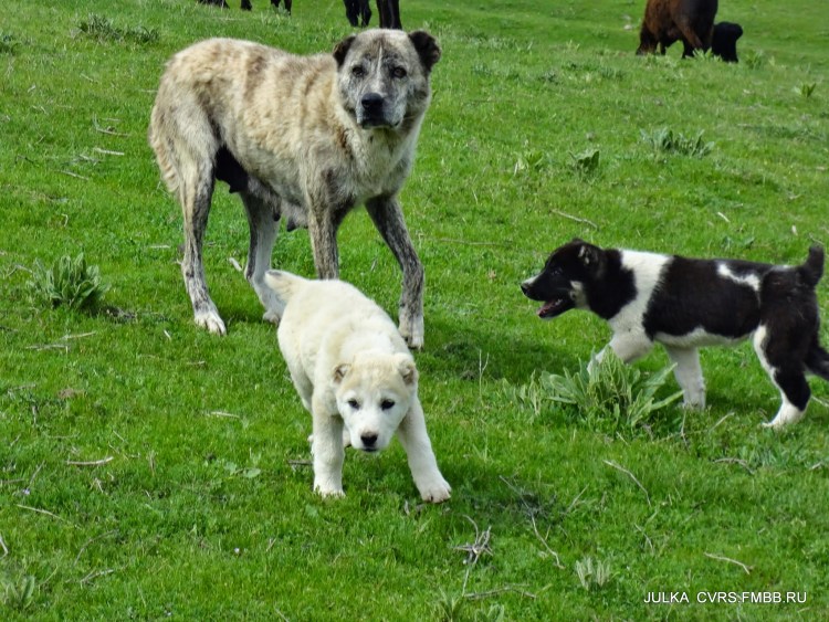 Таджик овчарка