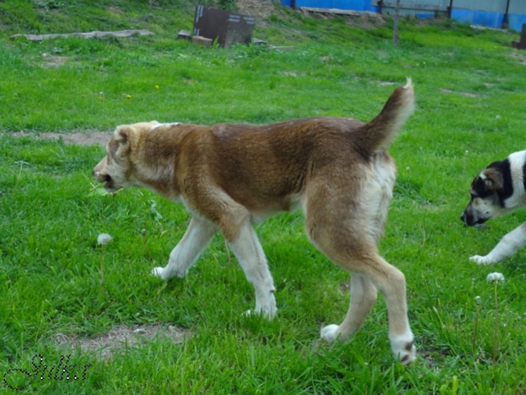 Таджикская пастушья собака