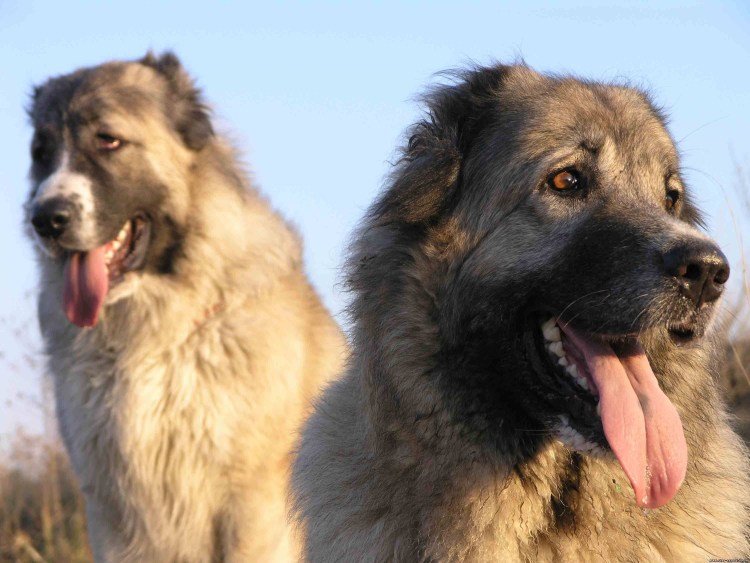 Туркменский алабай