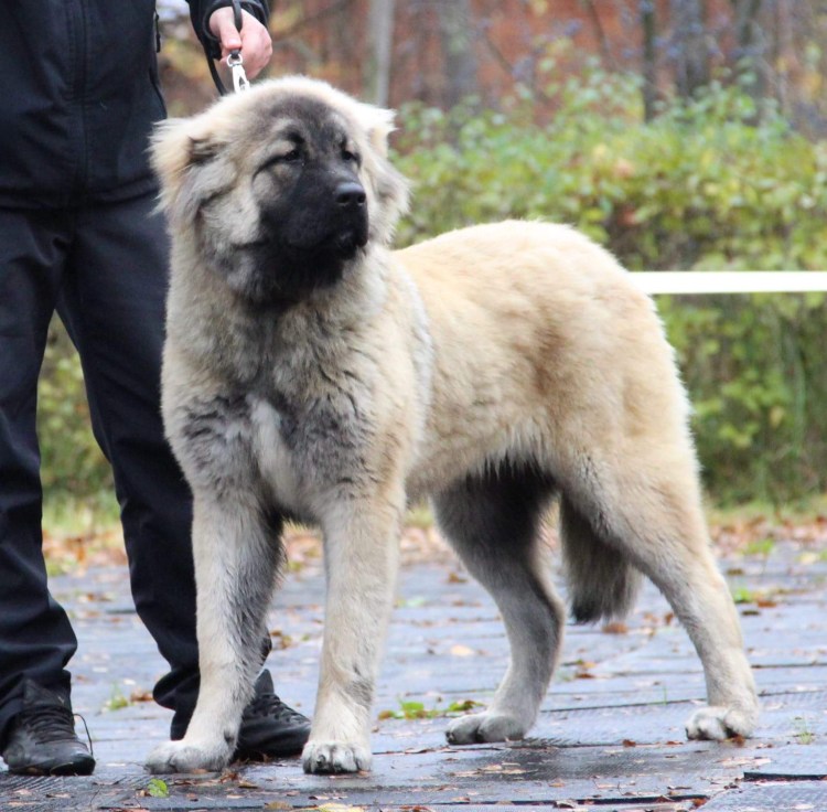 Памирский волкодав