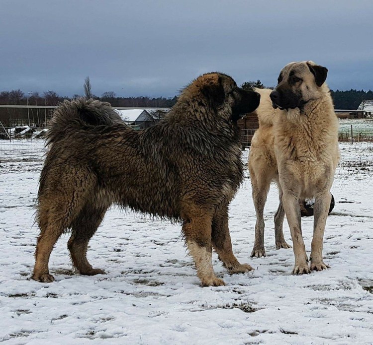 Собаки Памира