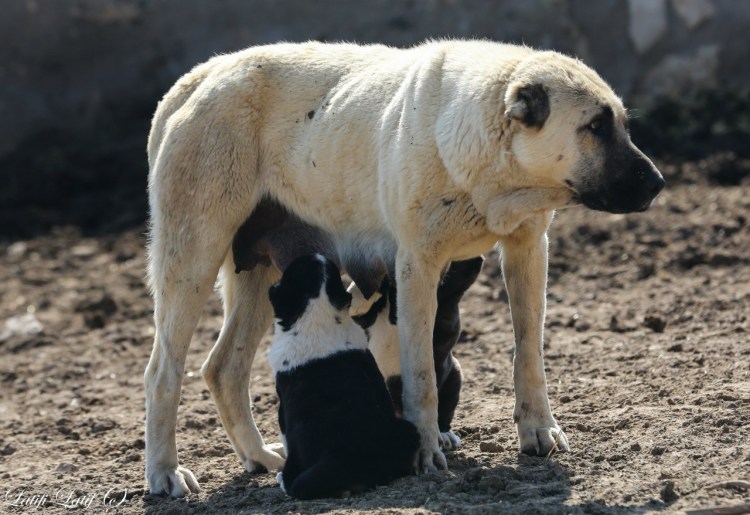 Среднеазиатская овчарка Таджикистан