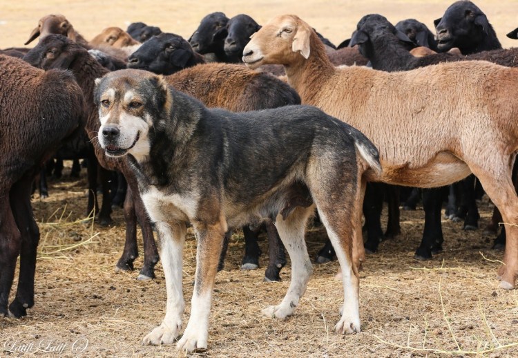 Аборигенные собаки Таджикистана пастушьи