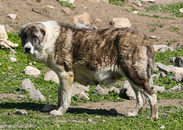 Таджикский волкодав