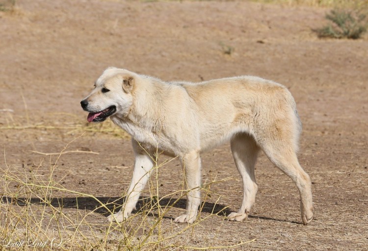 Саги дахмарда