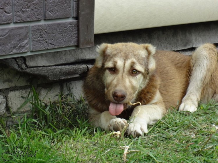 Среднеазиатская овчарка бульдозер