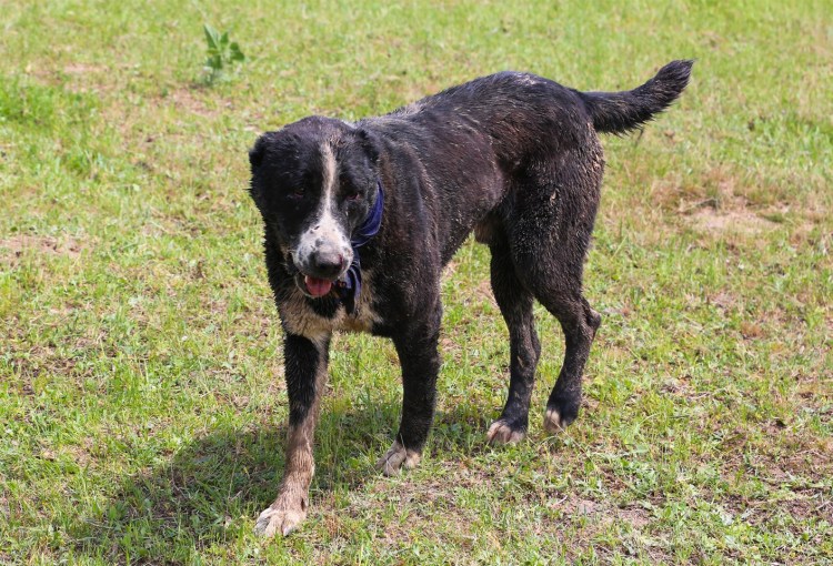 Чабанская собака пастушья