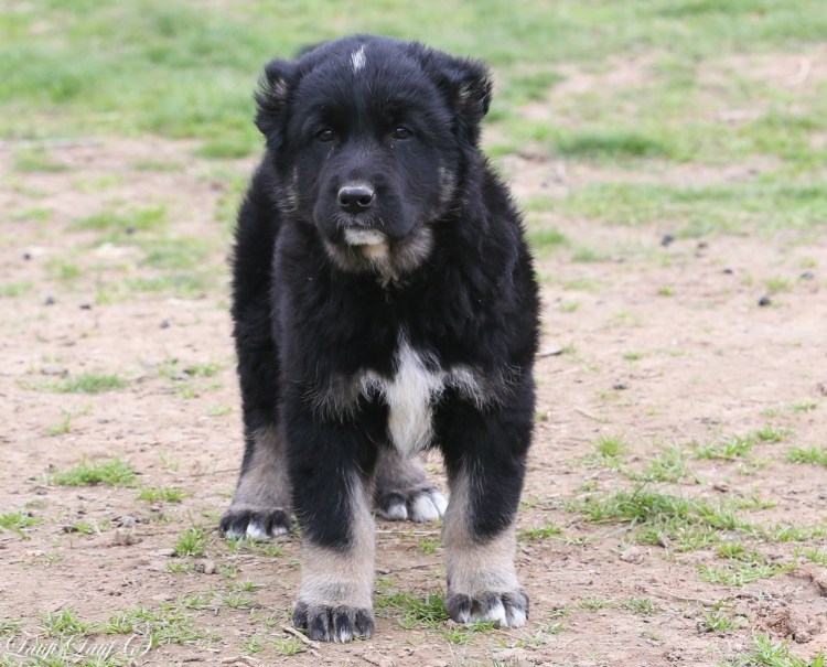 Волкодав собака Таджикистан
