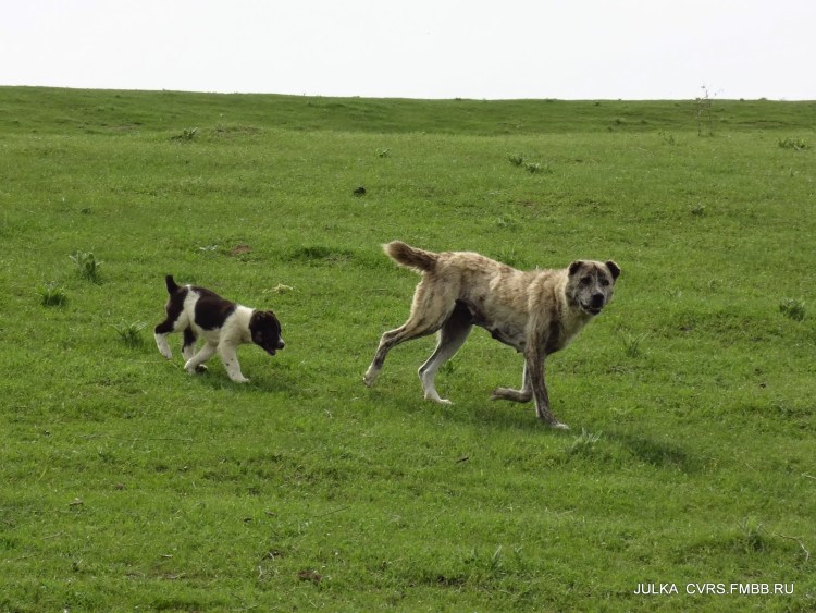 Среднеазиатская овчарка волкодав