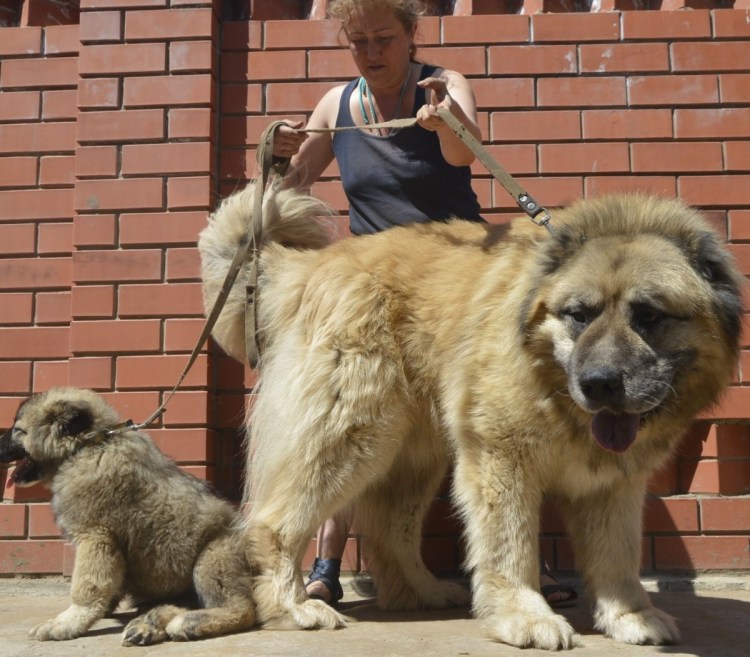 Собака в Таджикистане