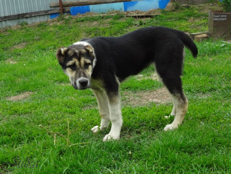 Алабай в Таджикистане