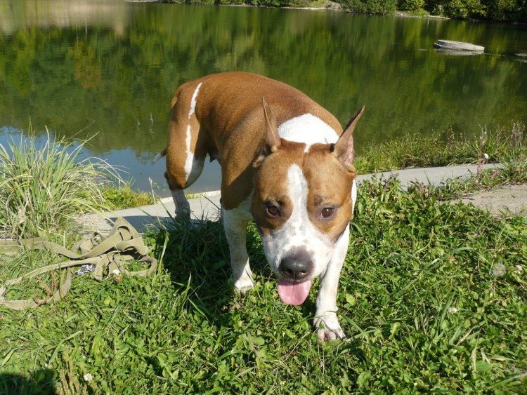 Бойцовские собаки бультерьер стаффордширский терьер