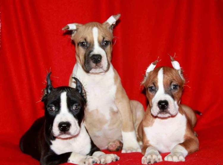 Стэнфордский терьер