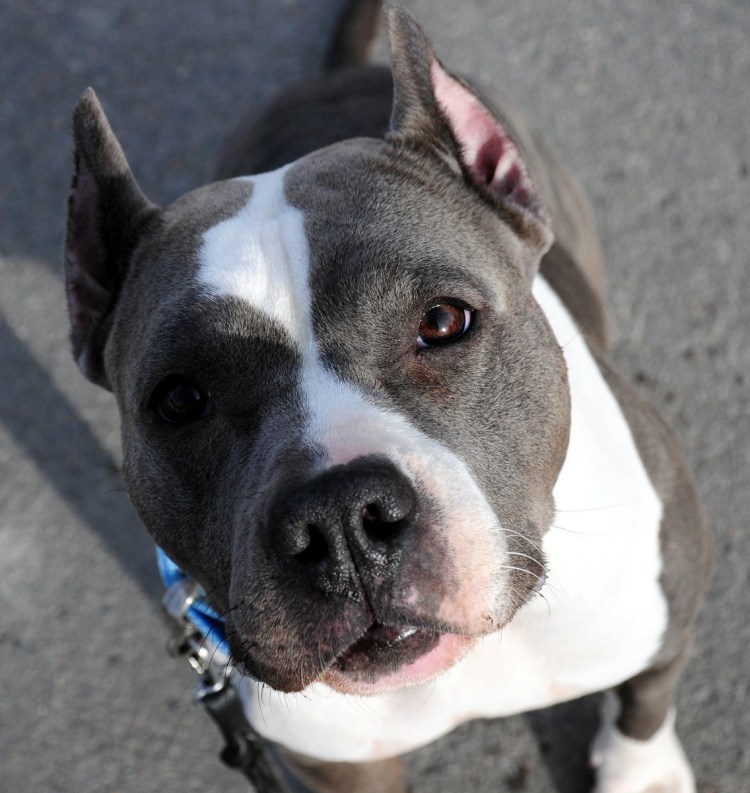 Питбуль в стойке