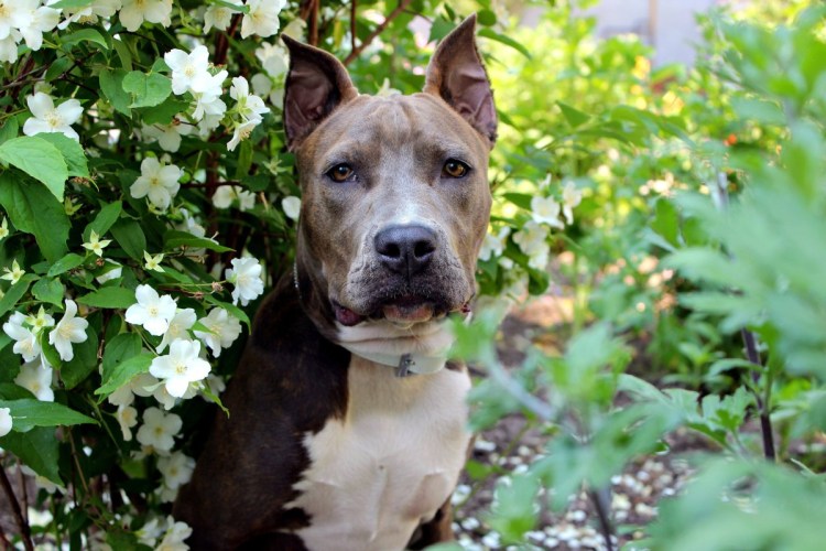 Американский пит стафф терьер