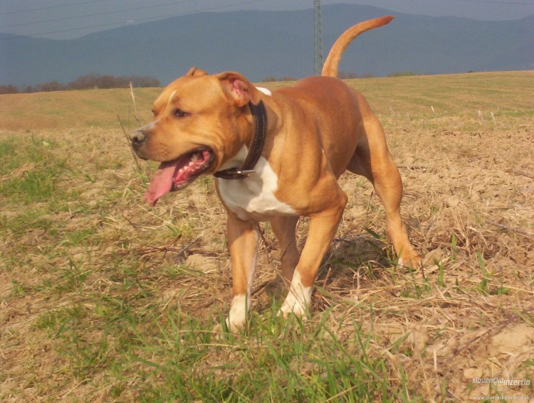 Амстафф метис