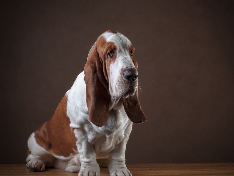Бассет хаунд