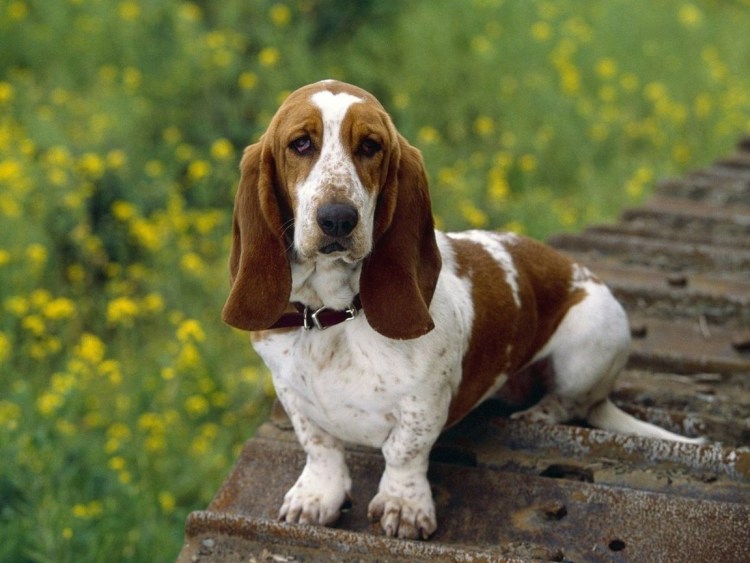 Бассет хаунд Энзо