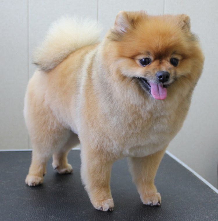 Выставочная стрижка шпица