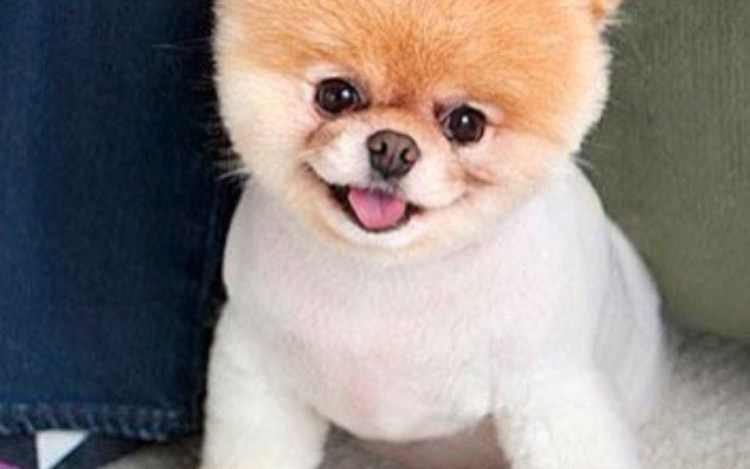 Немецкий шпиц стрижка мишка